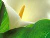 Study of Light and Form, Calla Lily